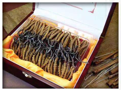 玄武冬虫夏草回收